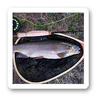 Arizona Apache Trout Fishing at its best