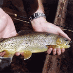 Fishing Apache Trout in Arizona