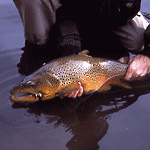 Fishing Brown Trout in Arizona