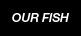 our fish