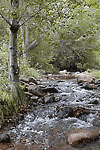 Fishing Oak Creek in Arizona