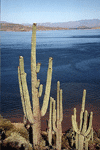 Fishing Roosevelt Lake in Arizona