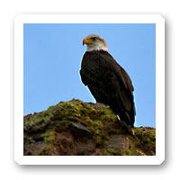 Arizona wildlife - bald eagle