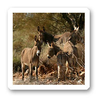 Arizona wildlife