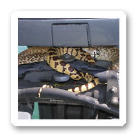 Arizona wildlife