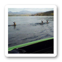 Wild borro swimming