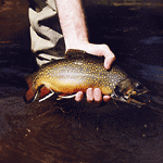 Fishing Brook Trout in Arizona